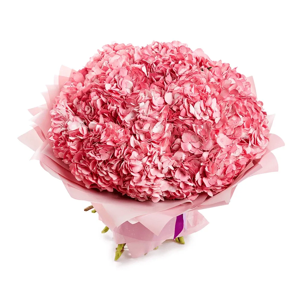 Гортензии розовые